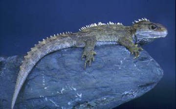 Tuatara